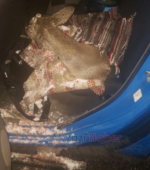 Yavru Geyiğe Araba Çarptı 