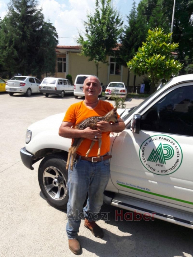 Yavru Karaca Koruma Altına Alındı