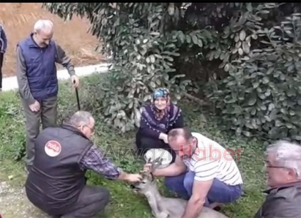 Yavru karacayı köpeklerden kurtardılar