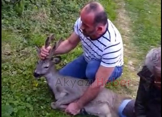 Yavru karacayı köpeklerden kurtardılar