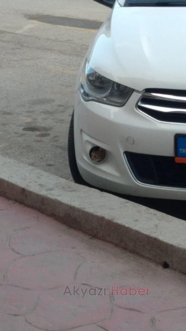 Yavru kedi gülümsetti