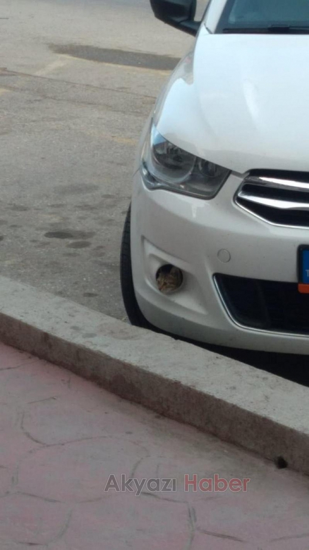 Yavru kedi gülümsetti