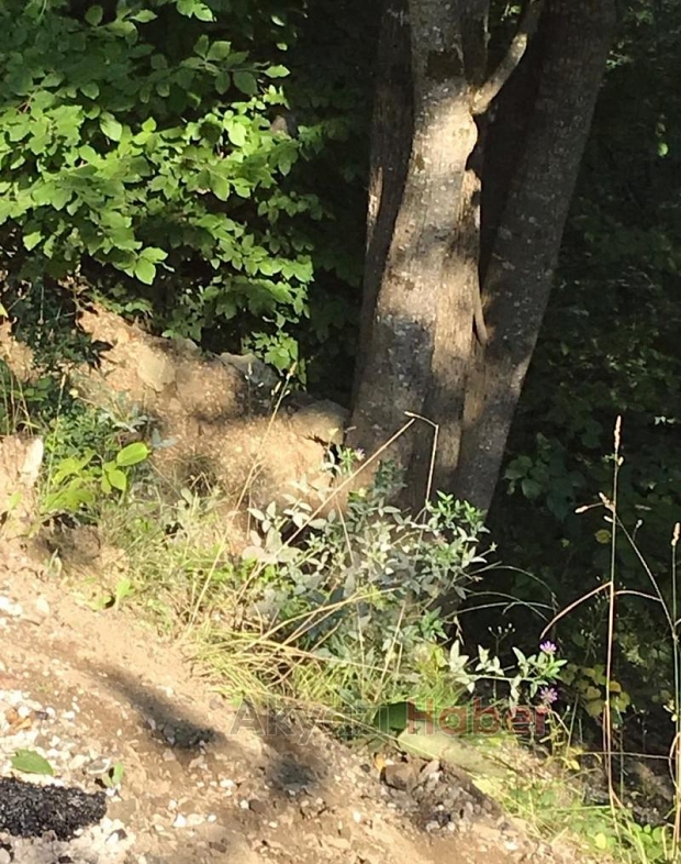 Yayla yolunda  Otomobil 100 metrelik uçuruma düştü