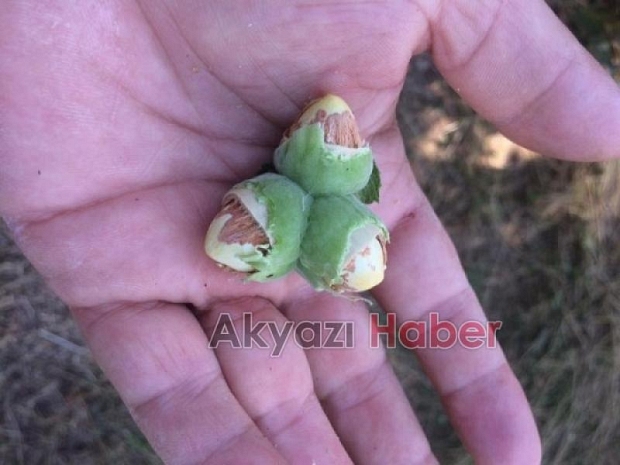 Yılmaz Tarım Ürünleri İnşaat ve Gübre Ticareti