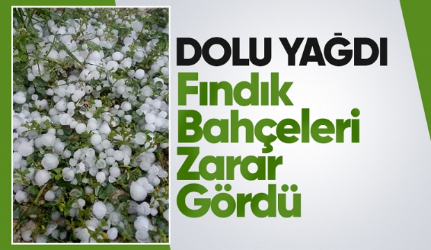 Dolu yağışı fındık bahçelerini vurdu